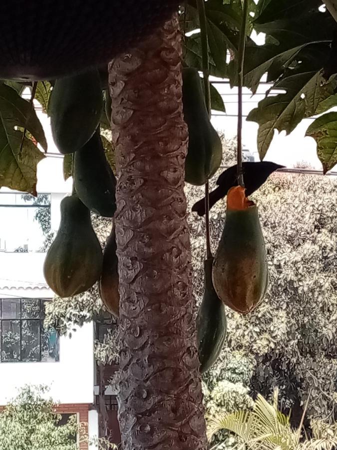 Posada Peregrinus リマ エクステリア 写真